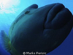 Napoleon Wrasse. Cheilinus undulatus by Marko Perisic 